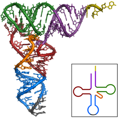800px-TRNA-Phe_yeast_1ehz